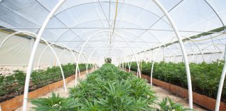 Top 5 Emerging Trends Shaping the Cannabis Industry Amid Covid-19 Meltdown