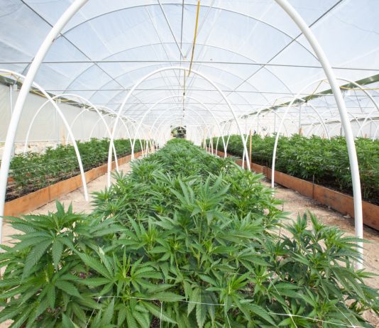 Top 5 Emerging Trends Shaping the Cannabis Industry Amid Covid-19 Meltdown