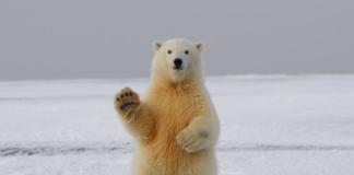 Bull Run on Pause, Bears Say Hello? Tactical Moves to Consider